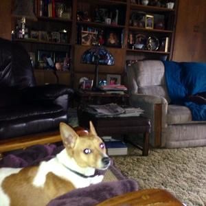 Meet your Posher, Bobby